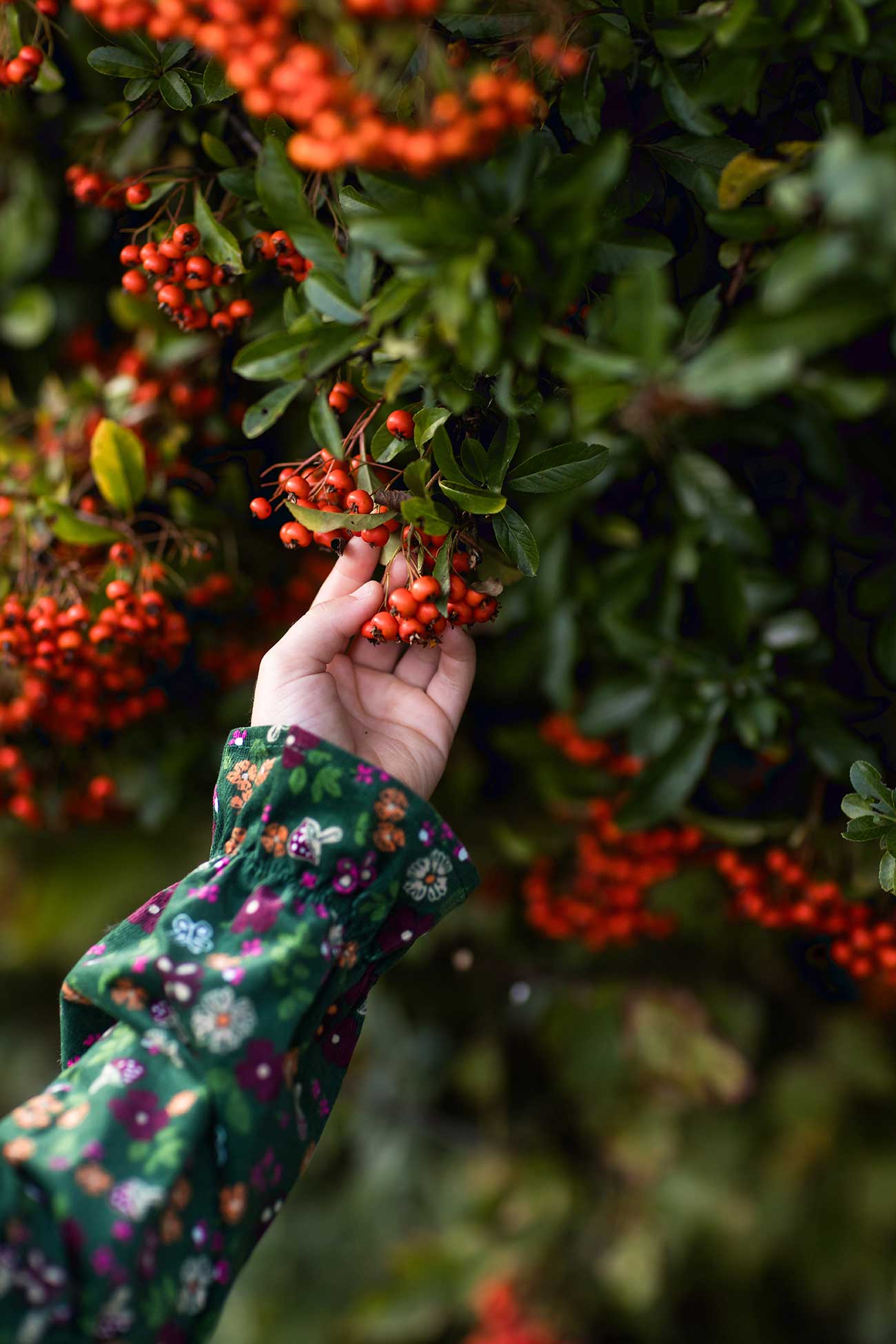 Kinderhand greift nach orangefarbenen Beeren – Nahaufnahme in herbstlicher Natur
